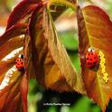 Matched pair: Two multicolored Asian beetles on rose leaves in Vacaville, Calif. (Photo by Kathy Keatley Garvey)