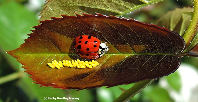 The lady beetles lay their eggs in a cluster or row. (Photo by Kathy Keatley Garvey)