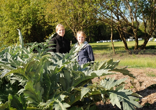 HUGE ARTICHOKE PLANT graces the Haagen-Dazs Honey Bee Haven at the Harry H. Laidlaw Jr. Honey Bee Research Facility, UC Davis. Here are two of the key people involved in the management and  maintenance of the garden and the volunteer coordination: Melissa 