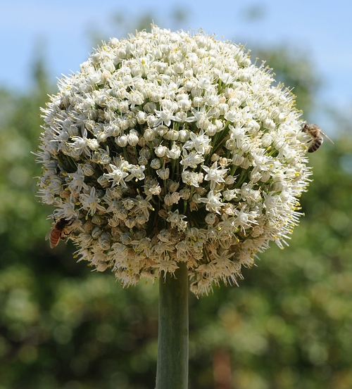 HONEY BEES work the onions planted at the Haagen-Dazs Honey Bee Haven. (Photo by Kathy Keatley Garvey)
