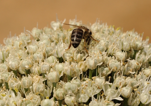 HONEY BEE forages in onions at the Haagen-Dazs Honey Bee Haven. (Photo by Kathy Keatley Garvey)
