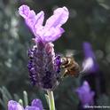 A honey bee nectaring on Spanish lavender. This was taken with a Nikon D500 and a 200mm macro lens. Settings: ISO 3200, f-stop 13, and shutter speed of 1/640 of a second. No flash. (Photo by Kathy Keatley Garvey)