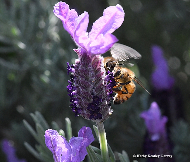 Spinning wings: Honey bees nectaring on Spanish lavender. This photo was taken with a Nikon D500, 200mm macro lens. Settings: ISO 3200; f-stop, 13; and shutter speed of 1/640 of a second. (Photo by Kathy Keatley Garvey)