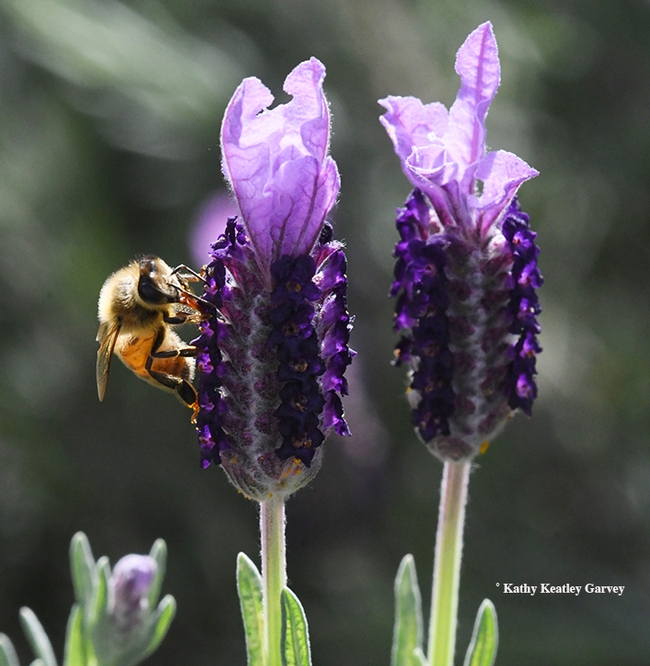 Check out the red tongue (proboscis) as the honey bee sips nectar from a Spanish lavender. (Photo by Kathy Keatley Garvey)