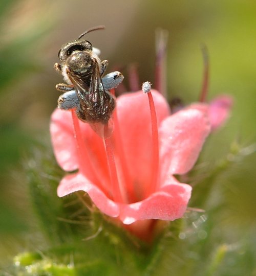 HEAVY LOAD of blue pollen on a female sweat bee, Halictus tripartitus. The bee is leaving a tower of jewels (Echium wildprettii). (Photo by Kathy Keatley Garvey)