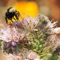 A bumble bee, Bombus vandykei, foraging on phacelia in Davis, Calif. (Photo by Kathy Keatley Garvey)