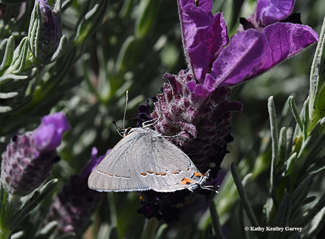 Gray hairstreak, Strymon mellinus, nectaring on lavender in Vacaville, Calif. in April. (Photo by Kathy Keatley Garvey)