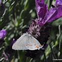 Gray hairstreak, Strymon mellinus, nectaring on lavender in Vacaville, Calif. in April. (Photo by Kathy Keatley Garvey)