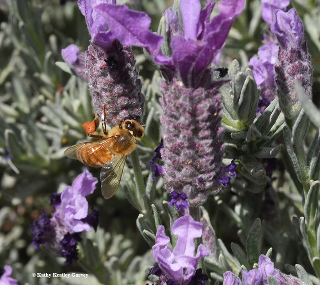 A honey bee packing red pollen stops to sip from nectar from Spanish lavender. (Photo by Kathy Keatley Garvey)