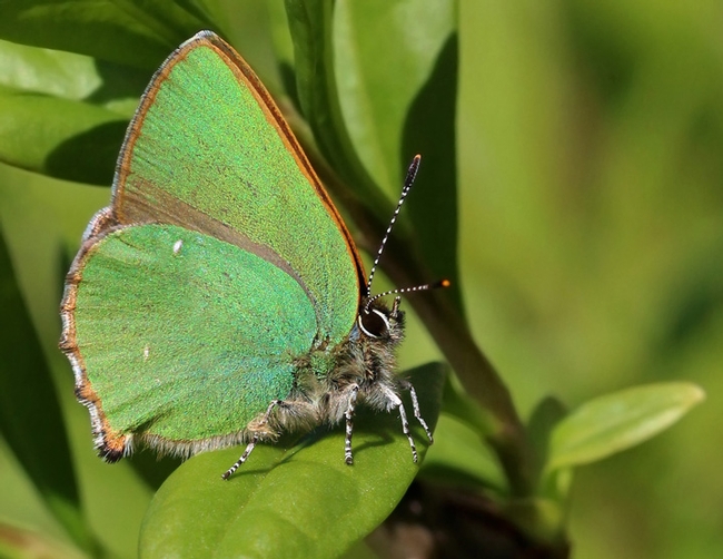 This is a European green hairstreak (Callophrys rubi). Charles J. Sharp of Sharp Photography, UK, captured this image in Aston Upthorpe, Oxfordshire. (Photo courtesy of Wikipedia)