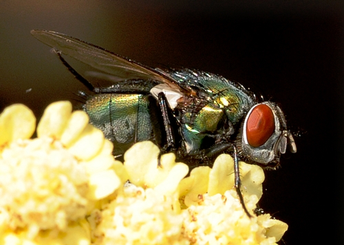 EYES of the blow fly glowing red in the sunlight.  This fly is perched on yarrow. (Photo by Kathy Keatley Garvey)