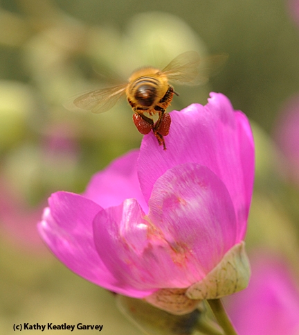 A honey bee leaving rock purslane, Calandrinia grandiflora, which yields red pollen. (Photo by Kathy Keatley Garvey)