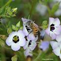 A honey bee, dusted with blue pollen, forages on a bird's eye, Gilia tricolor. This photo was taken in April 2010, when all was not right in the bee world. It still isn't. (Photo by Kathy Keatley Garvey)