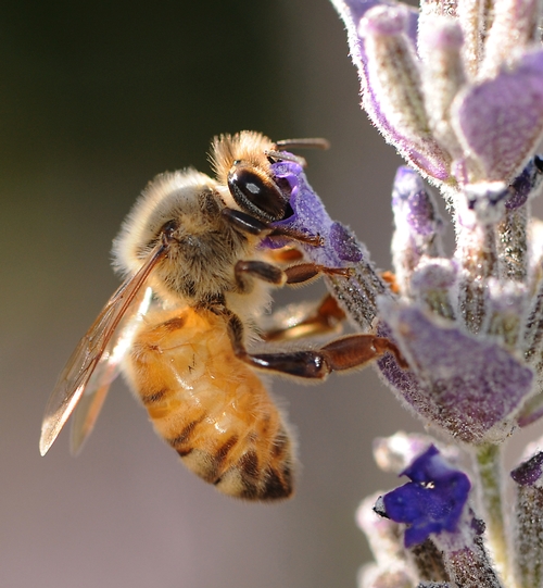EYES of a honey bee are rimmed with hair. This worker bee is nectaring lavender (and keeping a close eye out on the photographer). (Photo by Kathy Keatley Garvey)