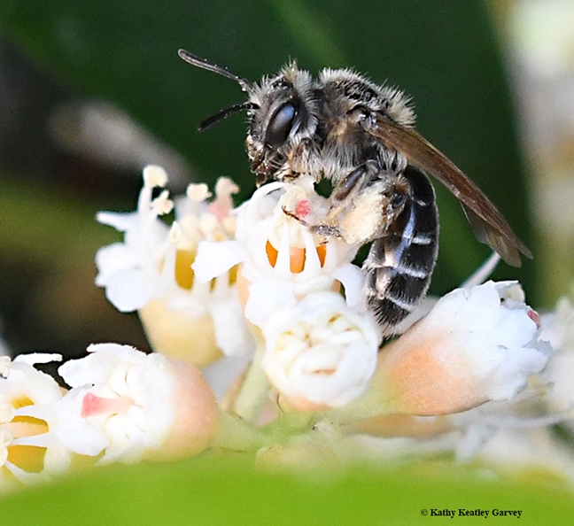 A tiny Andrena candida foraging in the cherry laurels in Vacaville, Calif. (Photo by Kathy Keatley Garvey)