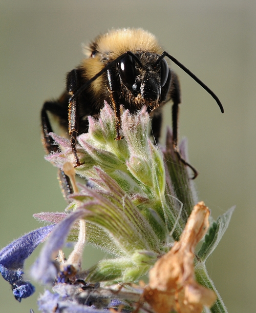 EYES of yellow-faced bumble bee scan the horizon. This is a Bombus vosnesenskii  atop catmint. (Photo by Kathy Keatley Garvey)