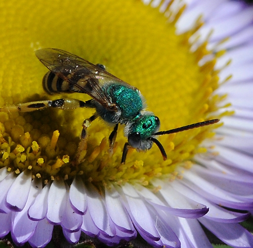 EYES of a metallic green sweat bee are rimmed in fluorescent green. This is a male sweat bee, Agapostemon texanus (as identified by native pollinator specialist Robbin Thorp of UC Davis).  It is  on a seaside daisy at Tomales Bay. (Photo by Kathy Keatley Garvey)
