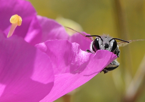 EYES of a leafcutter bee peer over rock purslane. This is a male Megachile sp. (Photo by Kathy Keatley Garvey)