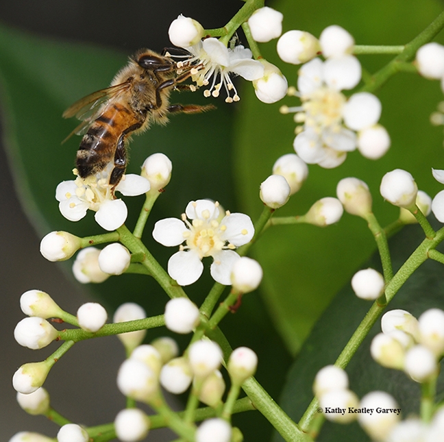 A honey bee 