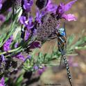 A Rhionaeschna multicolor blue-eyed darner, Aeshna multicolor, soaking up sun on a Spanish lavender in Vacaville, Calif. (Photo by Kathy Keatley Garvey)