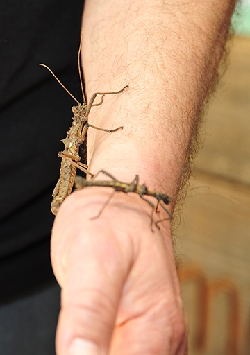 A walking stick gets acquainted with a human. (Photo by Kathy Keatley Garvey)