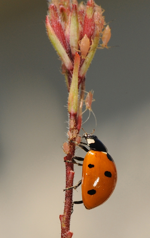 ROSE APHID is unaware that the ladybug is a predator. (Photo by Kathy Keatley Garvey)