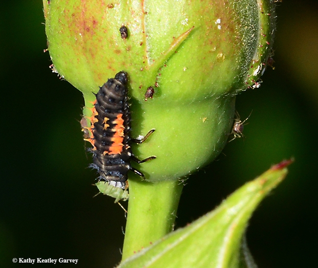 Close-up of a lady beetle larva eating an aphid. (Photo by Kathy Keatley Garvey)