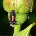 Close-up of a lady beetle larva eating an aphid. (Photo by Kathy Keatley Garvey)