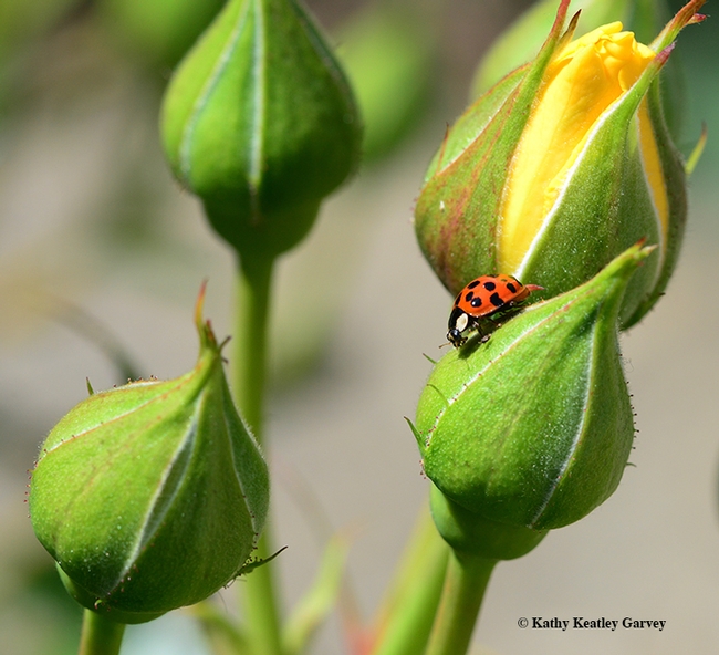 A multicolored Asian lady beetle prowls a yellow rose bush in search of aphids. (Photo by Kathy Keatley Garvey)