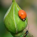 A lady beetle meeets a male parasitic wasp from the family Ichneumonidae. (Photo by Kathy Keatley Garvey)