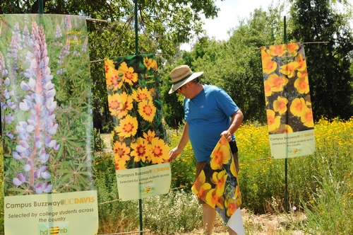 TRIO OF BANNERS will accent the Campus Buzzway at UC Davis. One features lupine, another California golden poppies, and the third, coreopsis or tickseed. These are the three plants featured in the quarter-acre garden. Here Garry Pearson, UC Davis greenhouse supervisor, adjusts a banner. (Photo by Kathy Keatley Garvey)