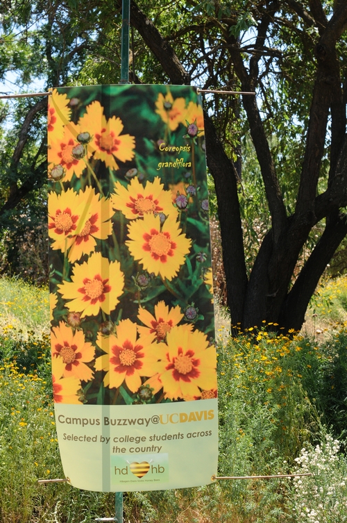 COREOPSIS, aka tickseed, is blooming in the Campus Buzzway, a quarter-acre wildflower garden at UC Davis. A banner touts the blooms. (Photo by Kathy Keatley Garvey)