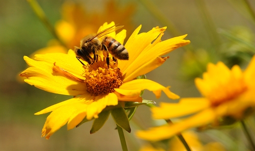 HONEY BEE on coreopsis in the quarter-acre Campus Buzzway at UC Davis. (Photo by Kathy Keatley Garvey)