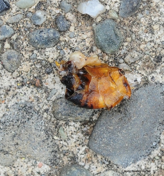 This is what was left of the honey bee from the photos above. (Photo by Kathy Keatley Garvey)