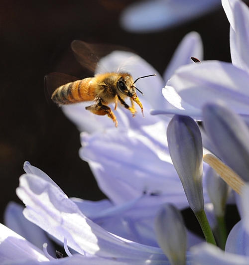 HONEY BEE, packing a load of pollen and with tongue extended, heads for an agapanthus. (Photo by Kathy Keatley Garvey)