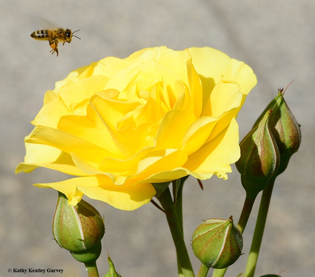 A honey bee heads toward the Sparkle and Shine rose, related to the Julia Child Rose. This one was purchased in 2013 at the CCUH Rose Days. (Photo by Kathy Keatley Garvey)