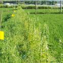 This photo shows sesame and the grass, Leersia sayanuka, planted together along a rice field edge in China. Sesame is important  because it provides pollen and nectar for the parasitoids. (Photo courtesy of Zhongzian Lu)