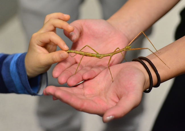 A walking stick at the Bohart Museum of Entomology changes hands. (Photo by Kathy Keatley Garvey)