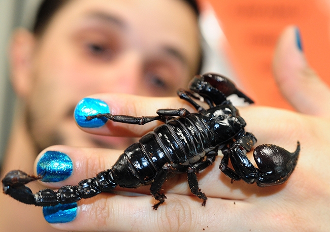 Meet Hamilton, a scorpion owned by Wade Spencer, an undergraduate entomology student at UC Davis and an associate of the Bohart Museum of Entomology. Spencer will display Hamilton and another scorpion named Celeste on Friday afternoon, May 12 in the Dixon May Fair's Floriculture Building. (Photo by Kathy Keatley Garvey)