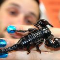 Meet Hamilton, a scorpion owned by Wade Spencer, an undergraduate entomology student at UC Davis and an associate of the Bohart Museum of Entomology. Spencer will display Hamilton and another scorpion named Celeste on Friday afternoon, May 12 in the Dixon May Fair's Floriculture Building. (Photo by Kathy Keatley Garvey)