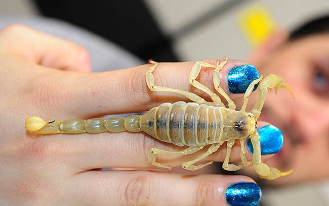 Meet Celeste, a scorpion owned by Wade Spencer, an undergraduate entomology student at UC Davis and an associate of the Bohart Museum of Entomology. Spencer will display Celeste and another scorpion named Hamilton on Friday afternoon, May 12 in the Dixon May Fair's Floriculture Building. (Photo by Kathy Keatley Garvey)