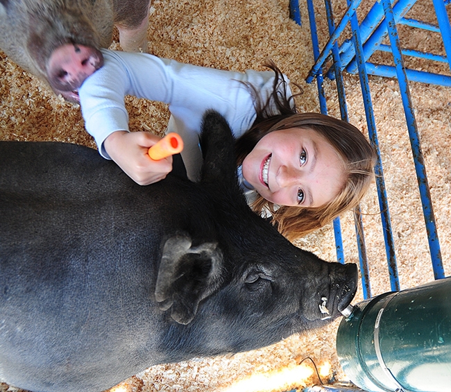 Meet Buggy, a 275-pound Berkshire hog raised by Sophia DeTomasi (shown), 10, of the Vaca Valley 4-H Club. Trying to photobomb this image is her sister Toni's hog named Bea. They share a pen in the Dixon May Fair Livestock Barn.(Photo by Kathy Keatley Garvey)