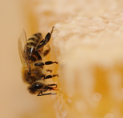 THE HONEY BEE is the object of much attention, as urban beekeeping takes hold. (Photo by Kathy Keatley Garvey)