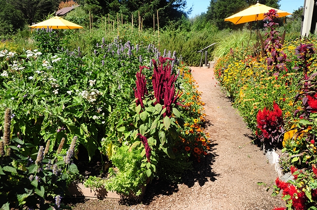 Kate Frey designed the gardens at the Lynmar  Estate Winery, located in Sonoma County's Russian River Valley. (Photo by Kathy Keatley Garvey)
