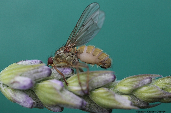 This golden dung fly, dead, was found on lavender next to live flies. Art Shapiro, UC Davis distinguished professor of evolution and ecology, looked at its swollen belly and said it died 