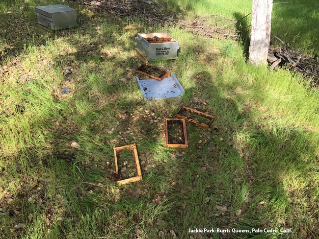A bear scattered frames all over this bee yard as it went for the brood, and then the honey. (Photo courtesy of Jackie Park-Burris, Palo Cedro)