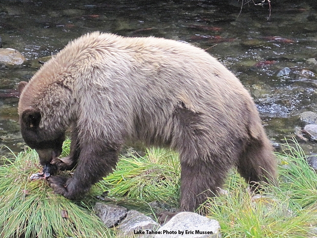 This image of a bear snagging fish was taken at Lake Tahoe by Eric Mussen, Extension apiculturist emeritus, UC Davis Department of Entomology and Nematology. He's been answering questions about bears and bees for more than three decades.