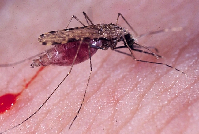 This is the malaria mosquito, Anopheles gambiae. (Photo by Anthony Cornel, UC Davis)