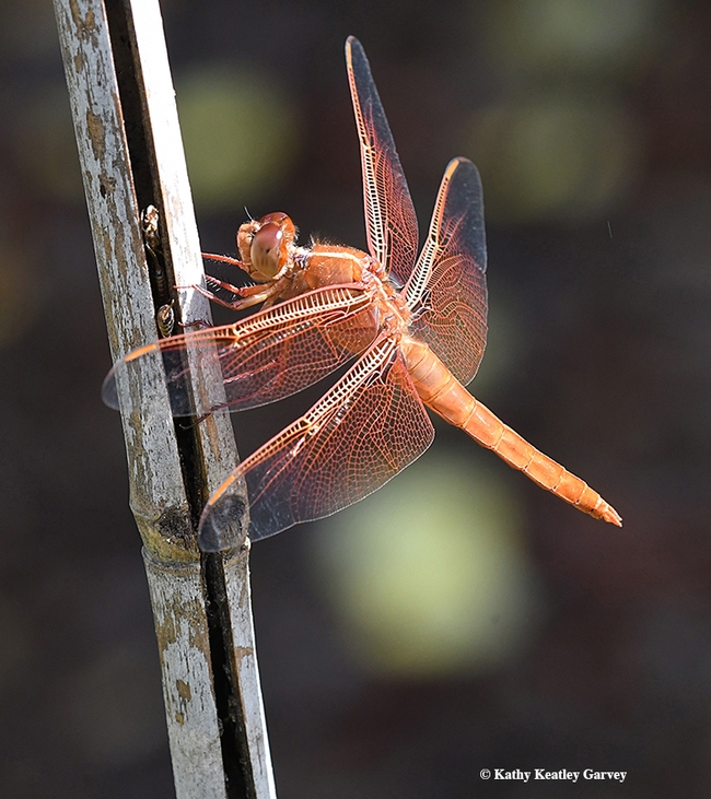 A red flameskimmer, Libellula saturata, perches on a bamboo stake. Note the nesting earwigs and bees in the split stake. (Photo by Kathy Keatley Garvey)