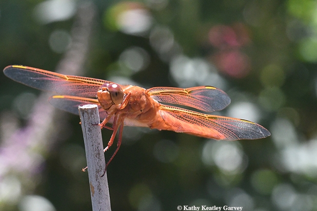 A red flameskimmer, Libellula saturata, sparkles in the sun. (Photo by Kathy Keatley Garvey)